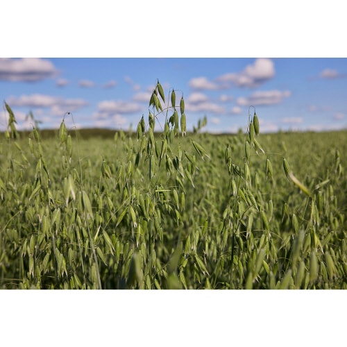 グルテンフリー&オーガニック ロールドオーツ 6袋