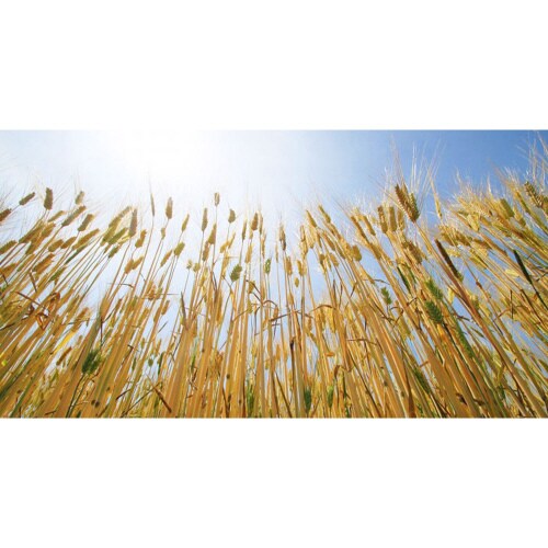 兵庫育ちのもち麦 2kg