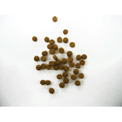 ひかりウーパールーパー