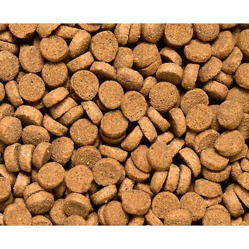 ウーパールーパー大粒