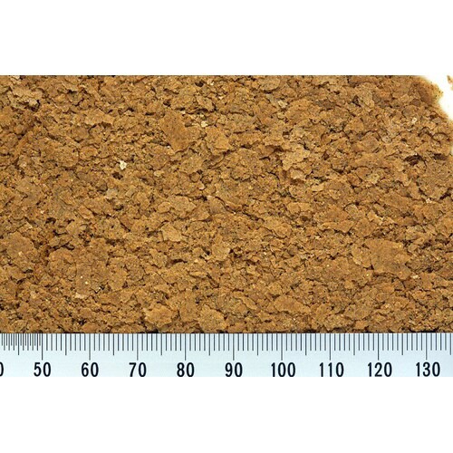 ネオプロスグッピー