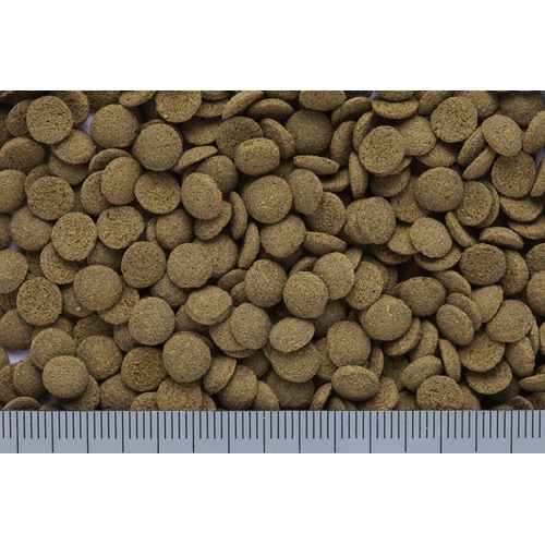 ひかりクレストコリドラス