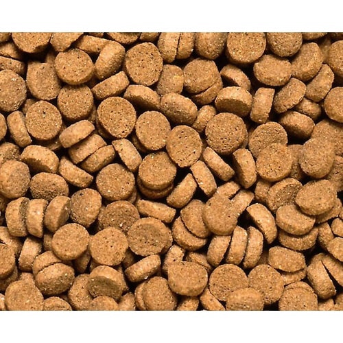 ひかりクレストキャット