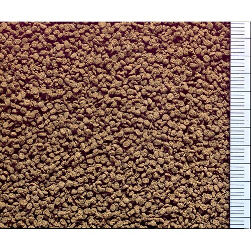 ひかりクレストディスカス