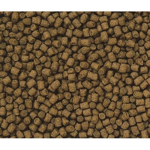 ランチュウベビーゴールドS小粒