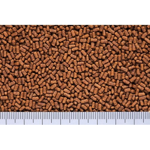 ひかりヌマエビ