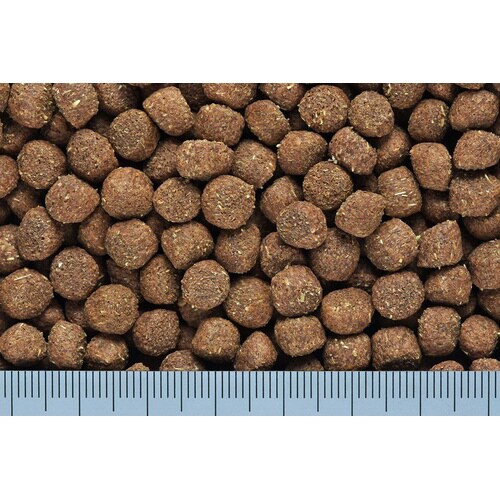 ひかりムスター