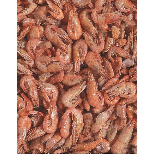 ひかりFD スーパーレッドシュリンプ