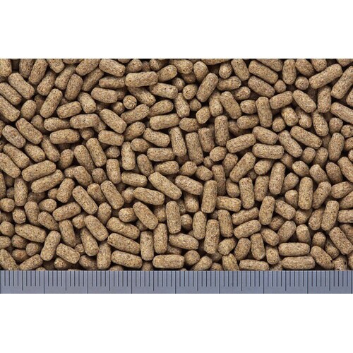 ひかりハリネズ