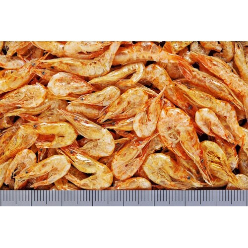 カメのごほうびうまいえび