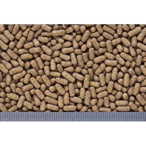 ひかりハリネズ