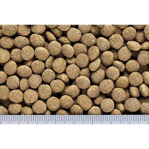 フトアゴドライ