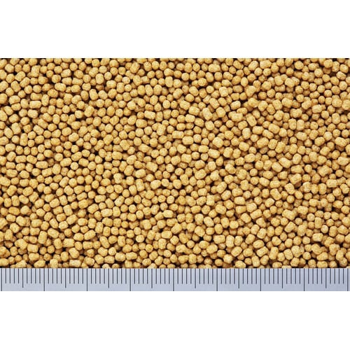 キラピピフィンチ