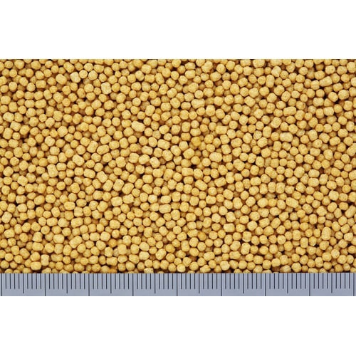 キラピピインコ小粒