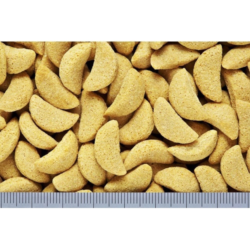 キラピピインコ大粒