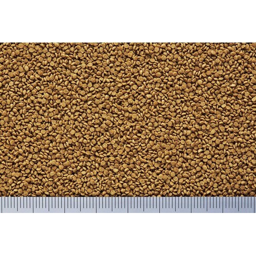 らんちうディスク良消化×2