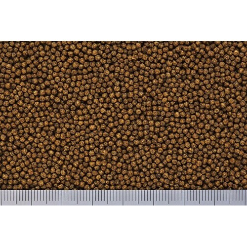 リュウキンゴールド