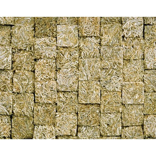 ビタドライトミミズ