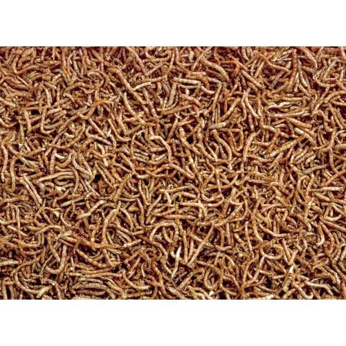 ビタドラアカムシ