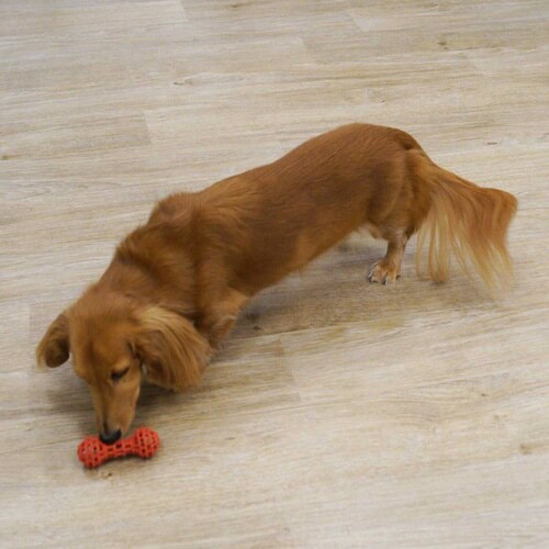 カムガムアミーバー ダンベル