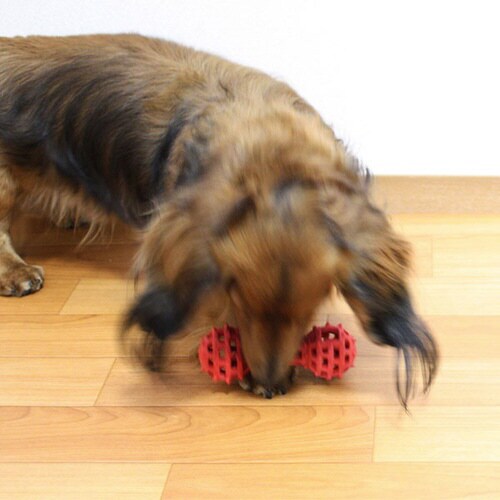 カムガムアミーバー ダンベル