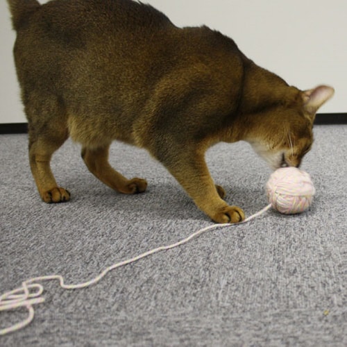 じゃれ猫にゃんこ玉レインボー