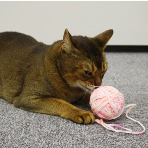 じゃれ猫にゃんこ玉パステル