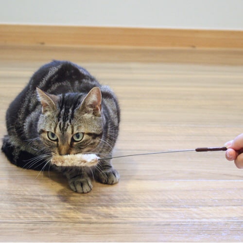 じゃれ猫 猫のお遊び草