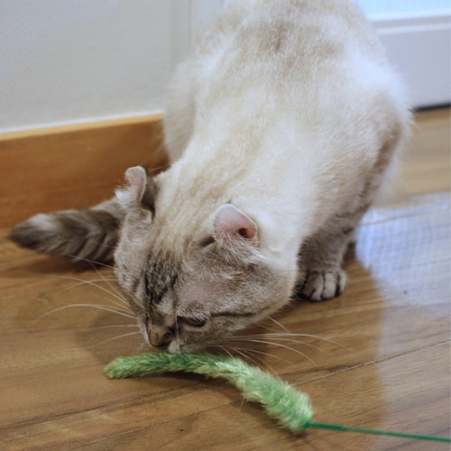 じゃれ猫 猫のお遊び草