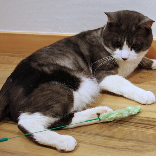 じゃれ猫 猫のお遊び草