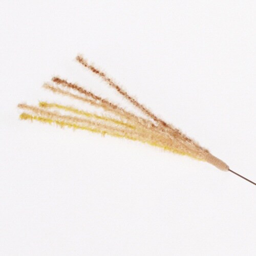 じゃれ猫猫のお遊びススキ草