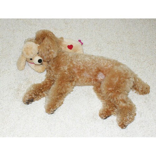 しあわせワン眠まくらプードル