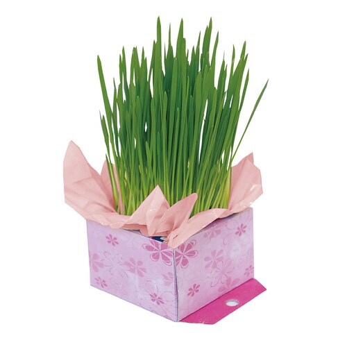 ネコちゃんの新鮮野菜レストラン