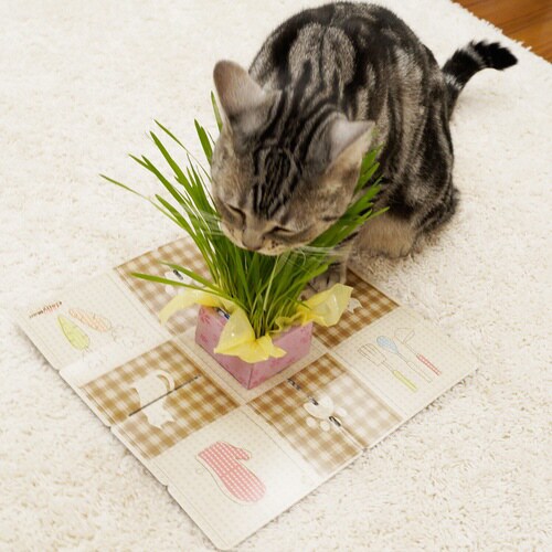 ネコちゃんの新鮮野菜レストラン