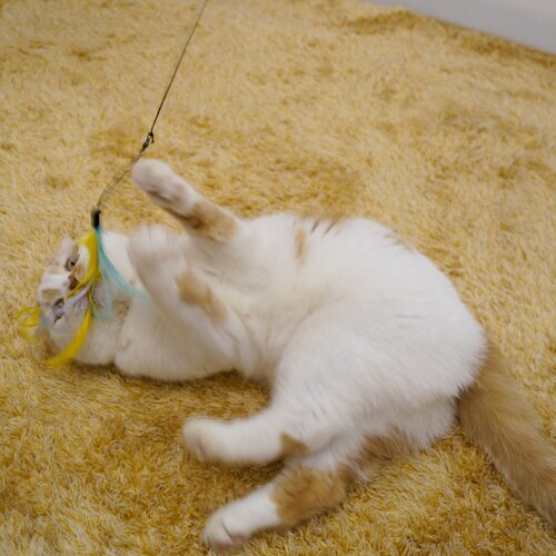 じゃれ猫 猫のお好みじゃらし