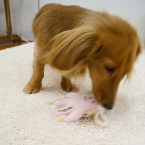 デコフル ウサちゃん