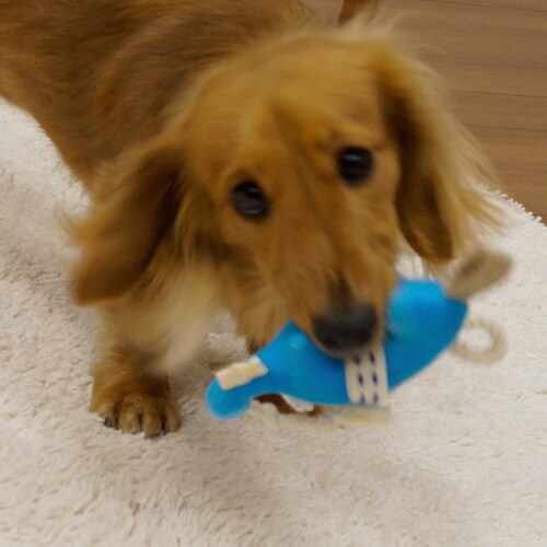 デコフル ゾウさん