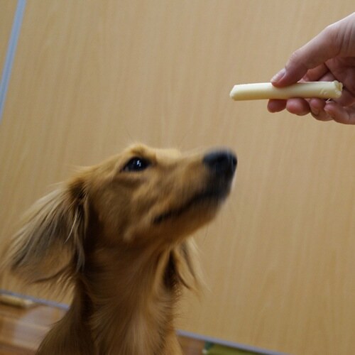 hello!ドギーチーズ