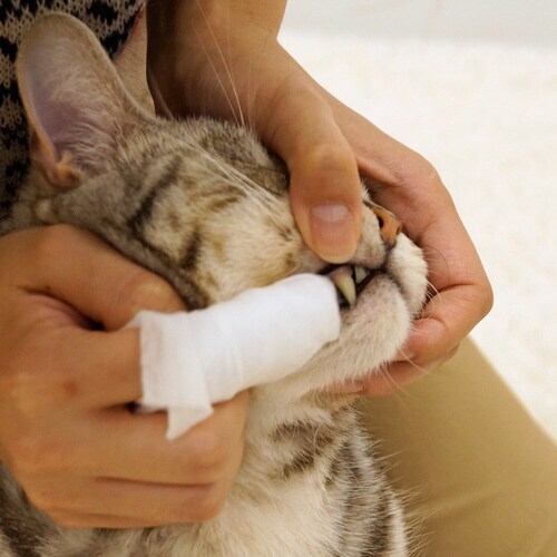 Kireiにしてね リッチプラス デンタ