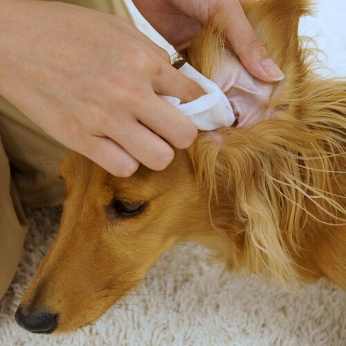 Kireiにしてね リッチプラス イヤー