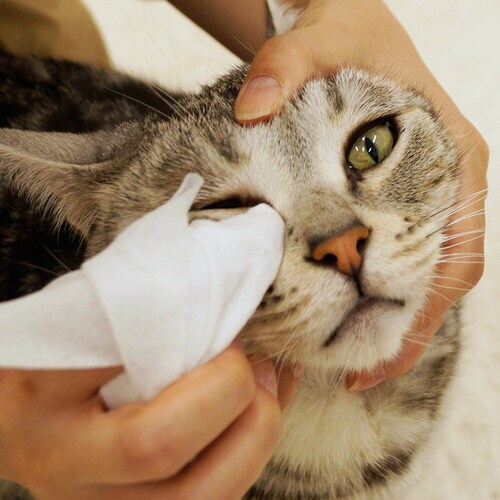 Kireiにしてね リッチプラス 目・涙