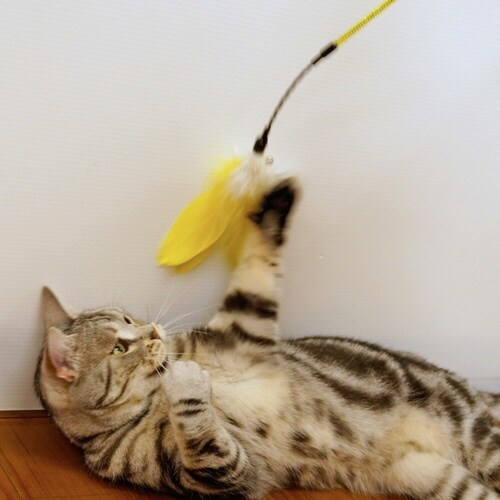 じゃれ猫 ゴージャスワイド
