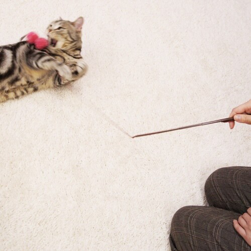 じゃれ猫 にゃウール ゆらポン