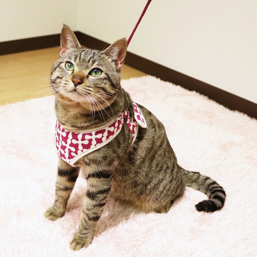 ミーチェねこどうわ