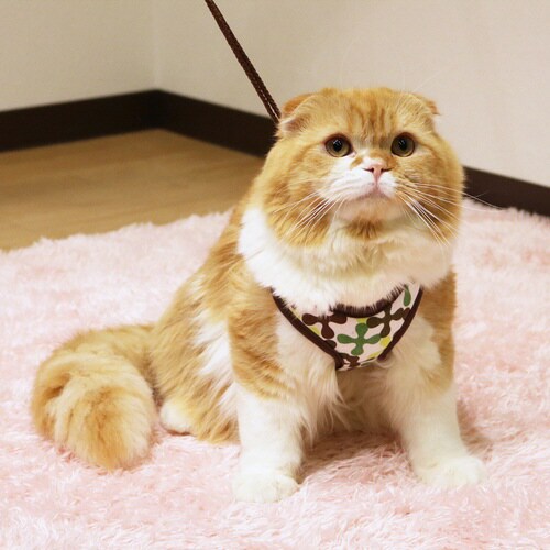 ミーチェねこどうわ グリーン