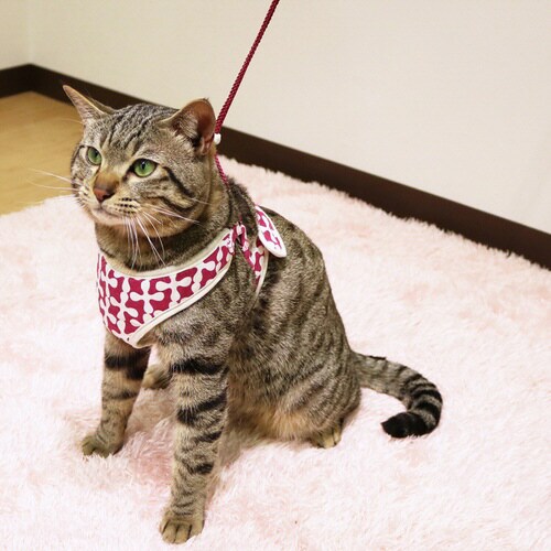 ミーチェねこどうわ パープル