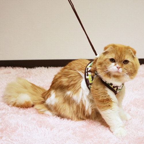 ミーチェねこどうわ