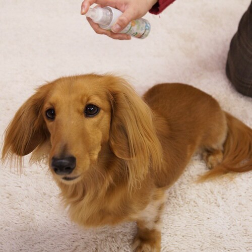 天然ハーブ 虫よけミスト