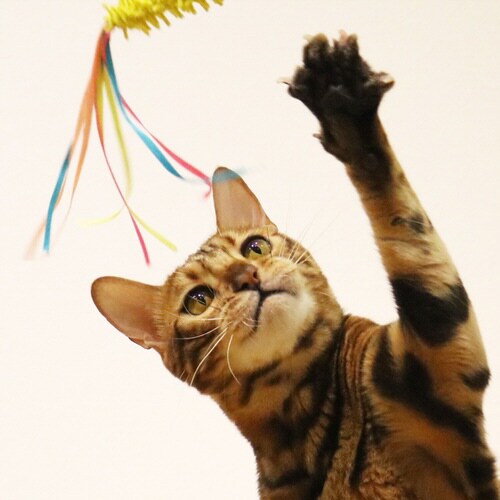 じゃれ猫 コイルでサンバ ブラジリニャ