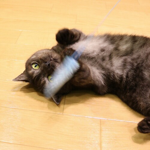 じゃれ猫 猫のお遊びカラ振る草